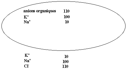 Comparaison des concentrations (en unités mM) des principaux anions et cations à l'intérieur et à l'extérieur d'une cellule-type.